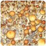 Псилоцибиновые (галлюциногенные) грибы Psilocybin "Golden Teacher" в Крымске Псилоцибиновые (галлюциногенные) грибы Psilocybin "Golden Teacher" в Крымске