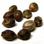 Семена марихуаны АК-47 (Seeds AK-47) в Крымске Семена марихуаны АК-47 (Seeds AK-47) в Крымске